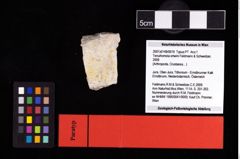 NHMW-GEO-2007z0149-0019_Ol_01.tifTenuihomola ortwini (Feldmann & Schweitzer, 2009)  (NHMW-GEO-2007z0149-0019)